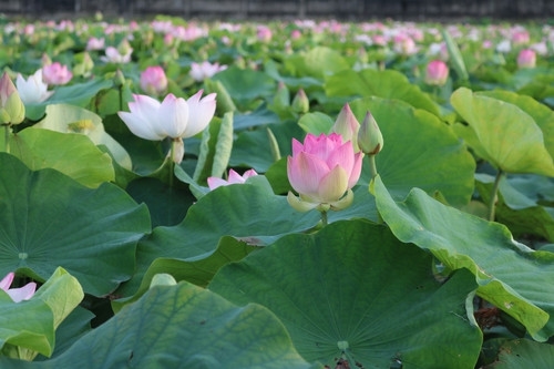 Chữ và nghĩa: Đói cho sạch, rách cho thơm

